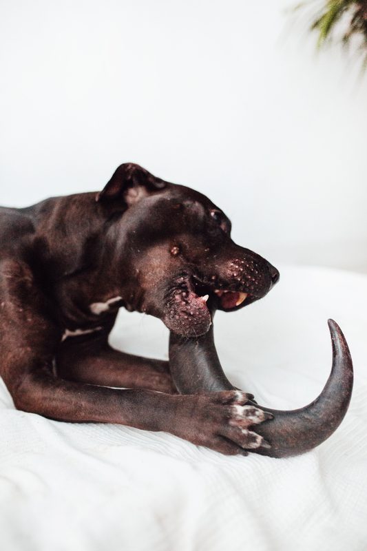 Cuerno de Búfalo rellenable